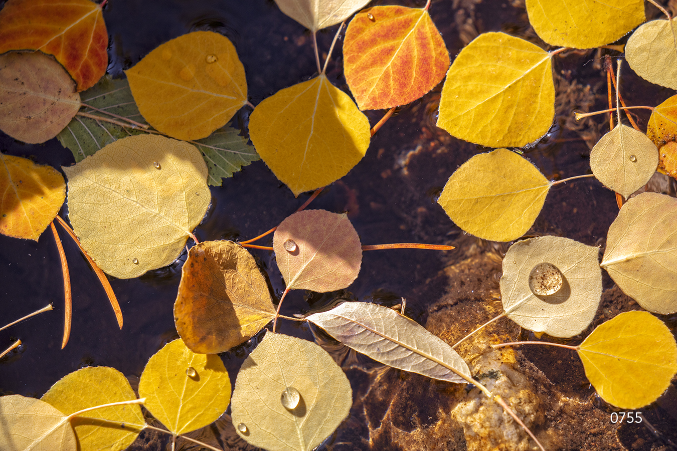 Yellow leaves closeup birch fall