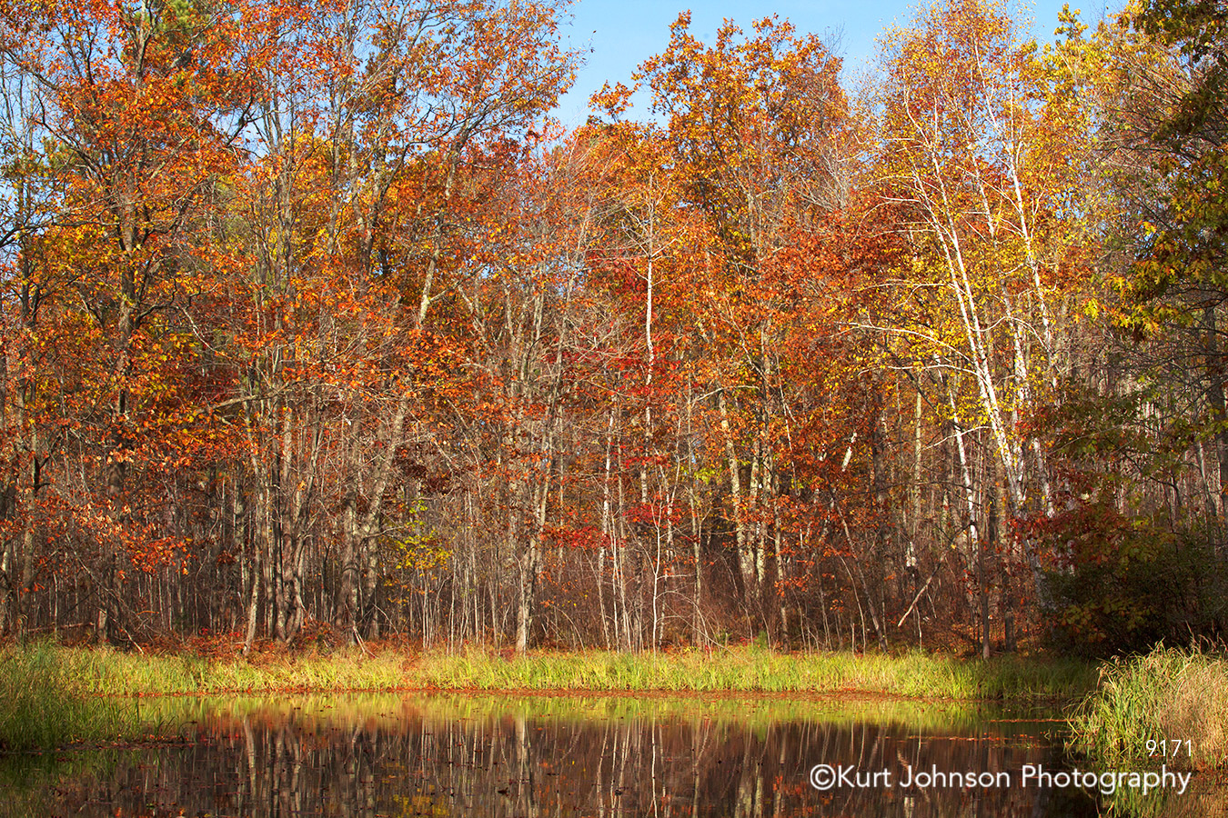 landscape trees water pond fall color birch red orange minnesota grasses