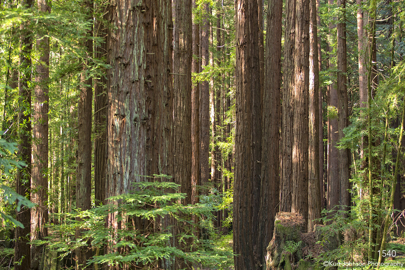 trees green leaves forest redwoods