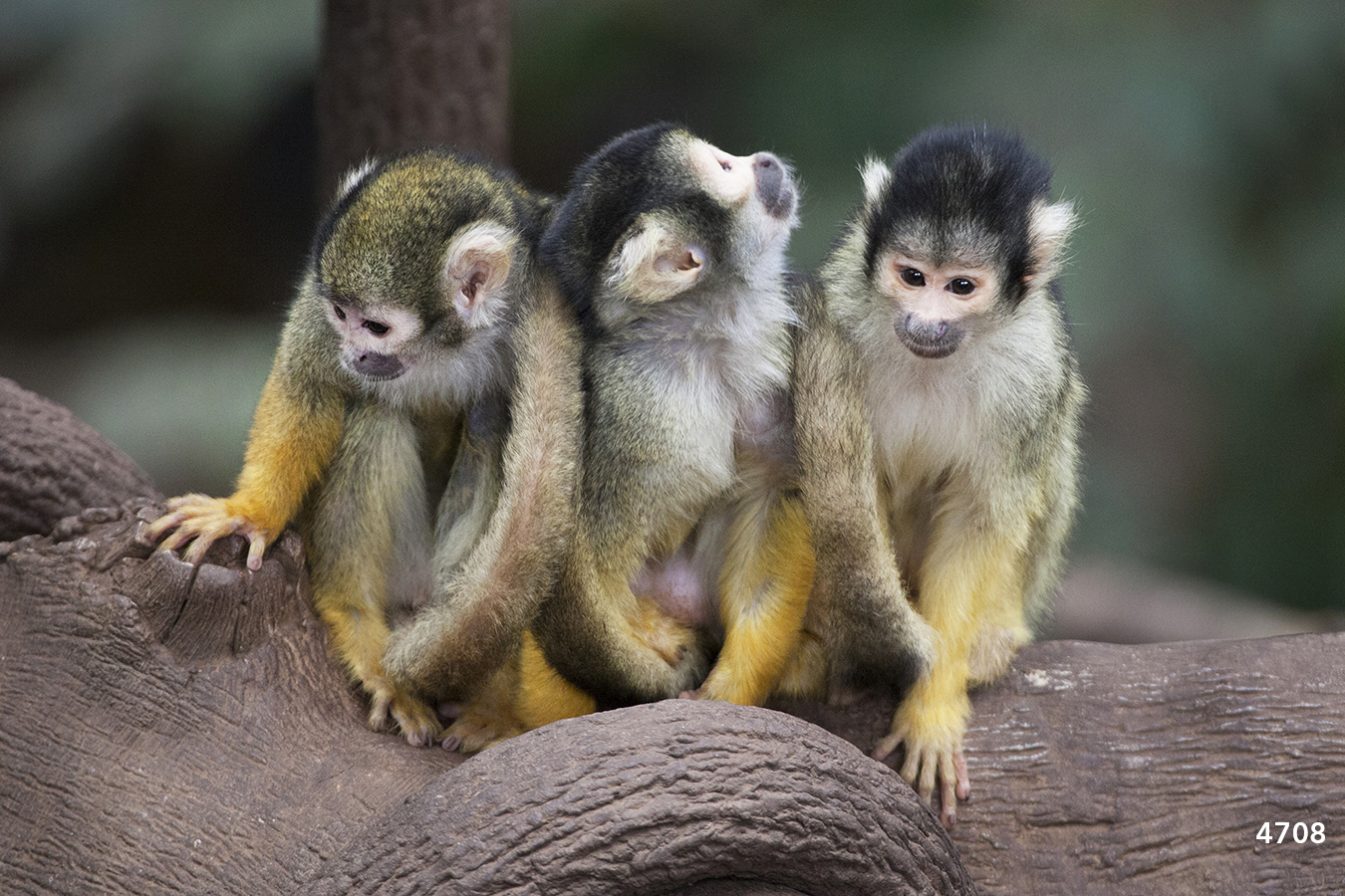 wildlife animal monkey monkeys