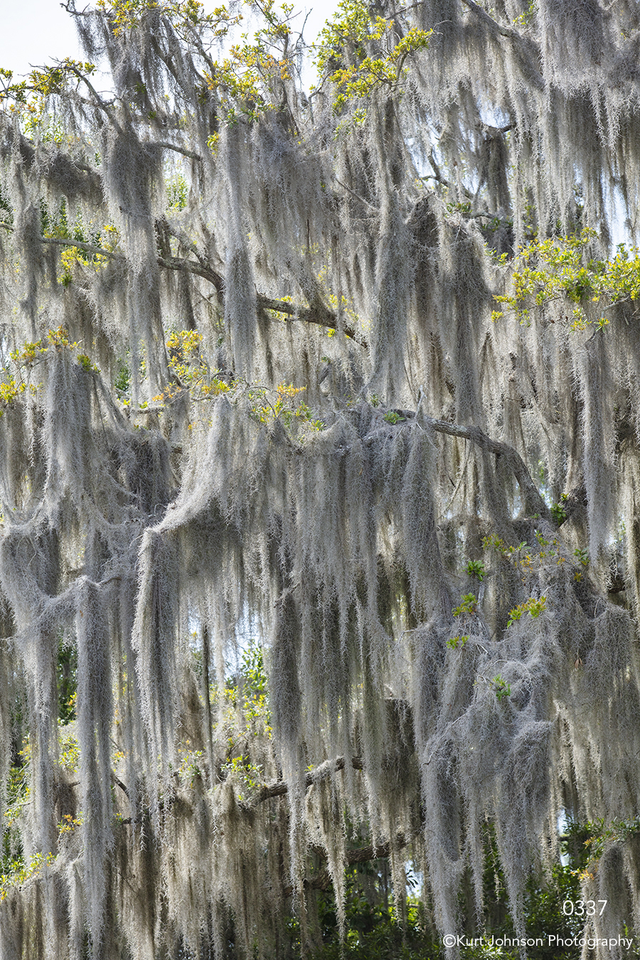 southeast moss tree landscape