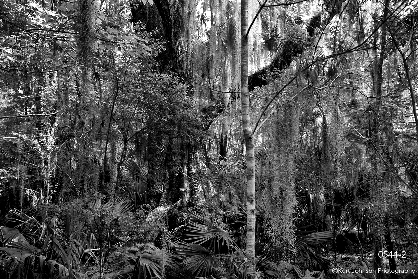 southeast moss tree landscape black and white forest