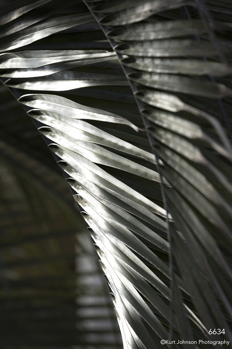 southeast leaf leaves tree palm