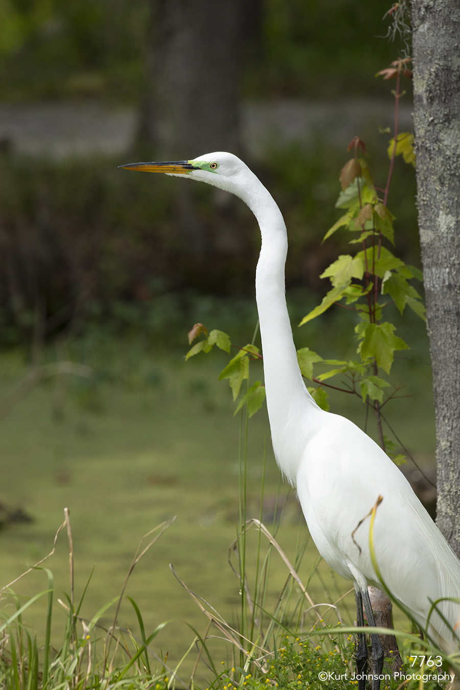 southeast wildlife water bird