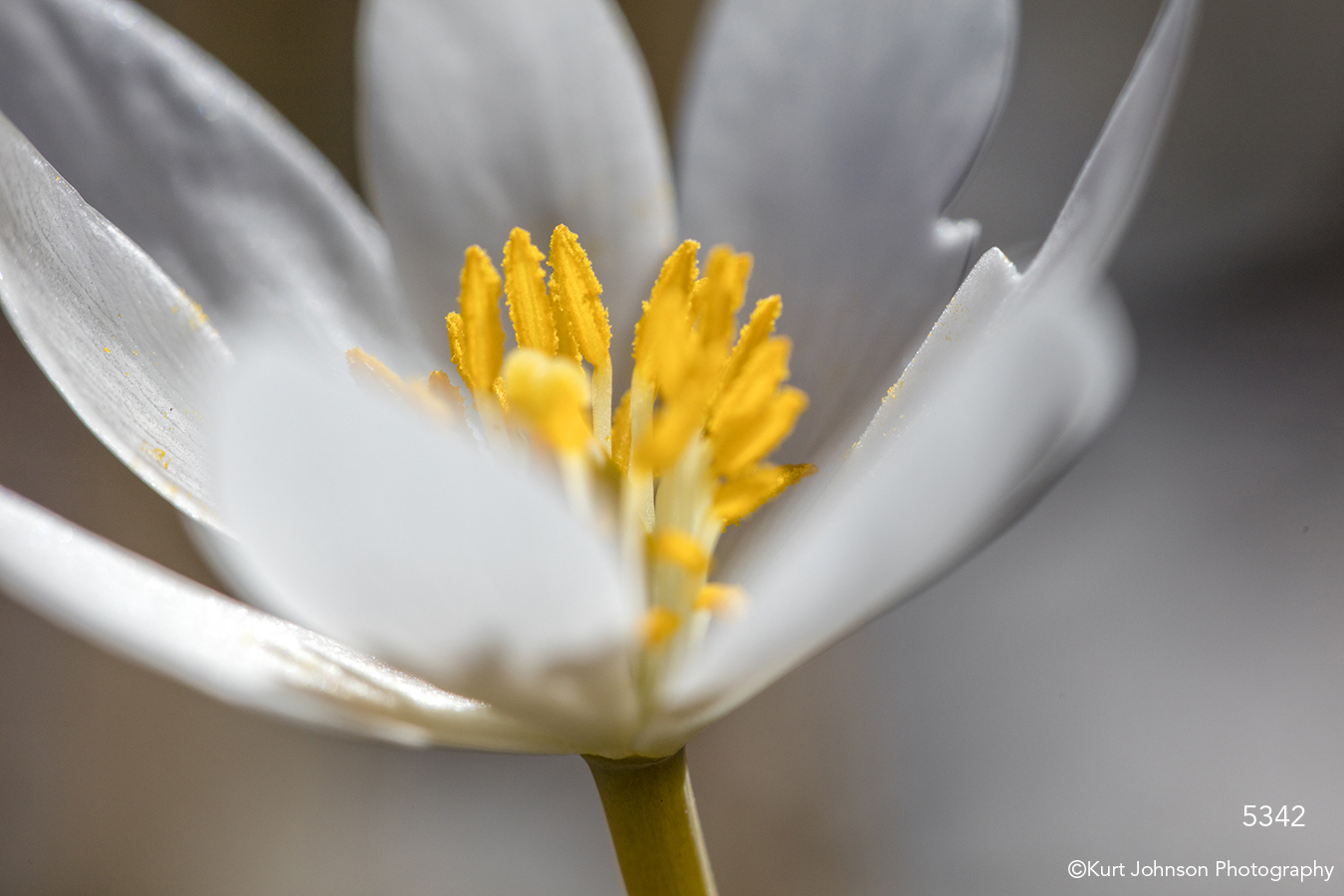 flower flowers white