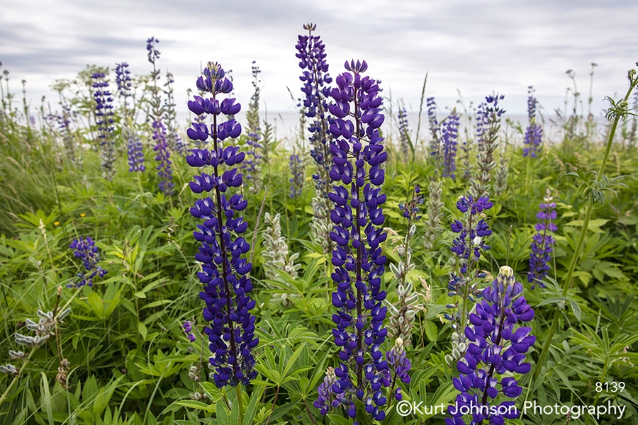 purple flower flowers field