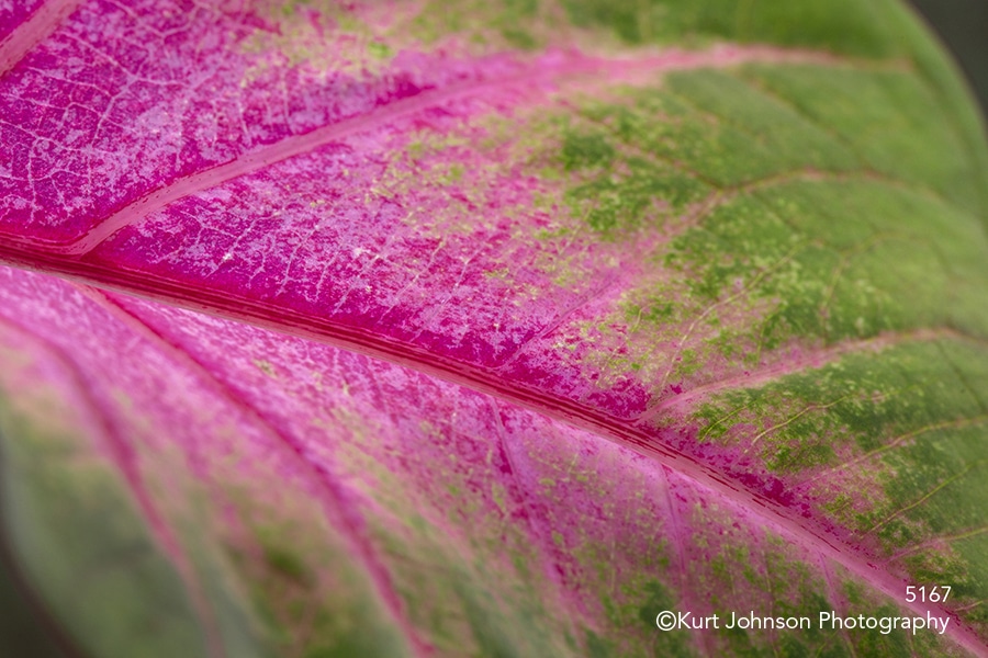 leaves leaf pink green close up detail