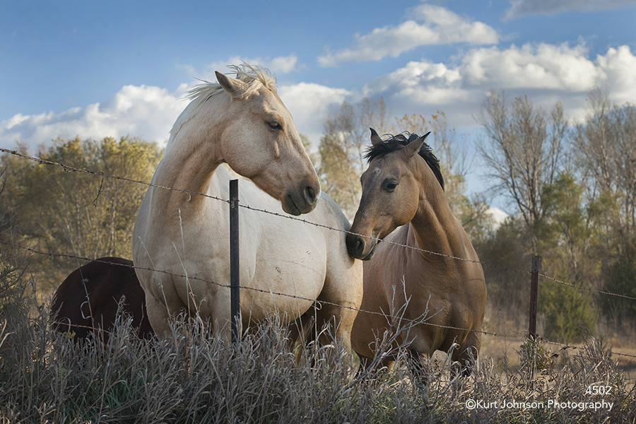 horse horses animals farm pasture