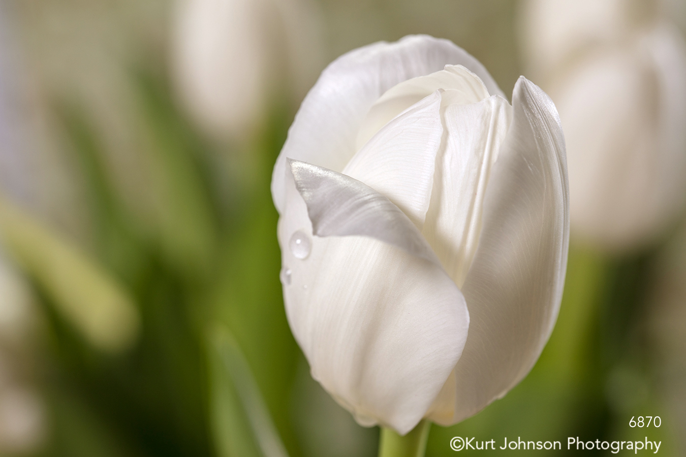 white tulip spring petal petals flower flowers bloom blooming