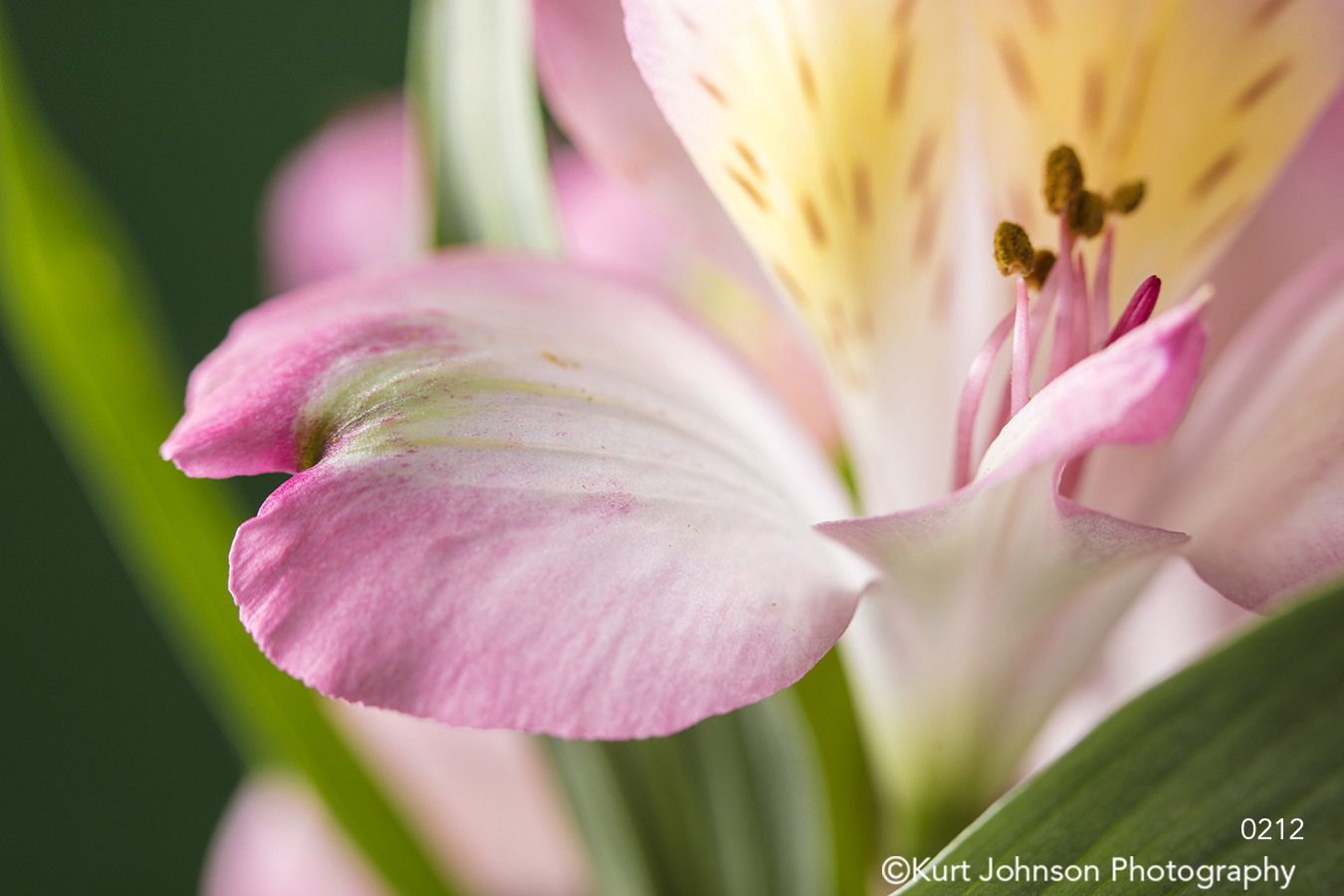 pink lily flower close up petals yellow green spring bloom