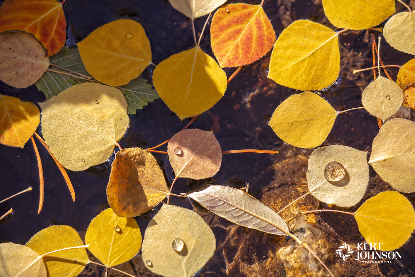 Closeup of yellow autumn birch tree leaves with raindrops floating in a calm pond.