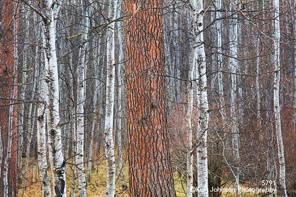 White red brown birch trees forest Dakotas South Dakota Black Hills