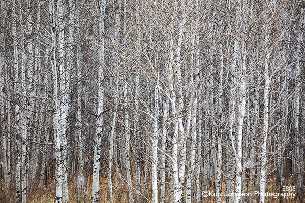 White birch trees forest Dakotas South Dakota Black Hills
