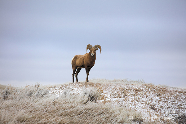 Badlands Dakotas South Dakota mountain sheep wildlife mountains grasses animal brown