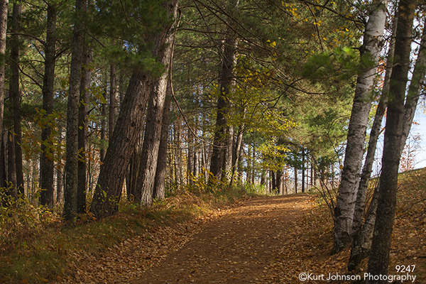 landscape landscapes orange brown green tall trees forest path