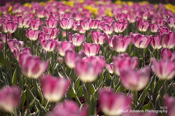 pink tulips tulip field wildflowers green leaves spring flowers