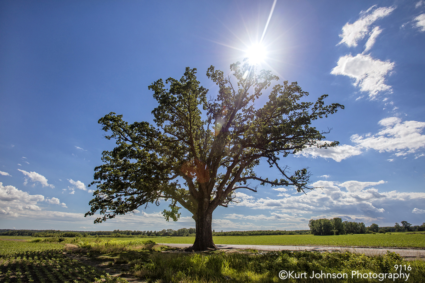 midwest tree blue sky green grass clouds sun flare field