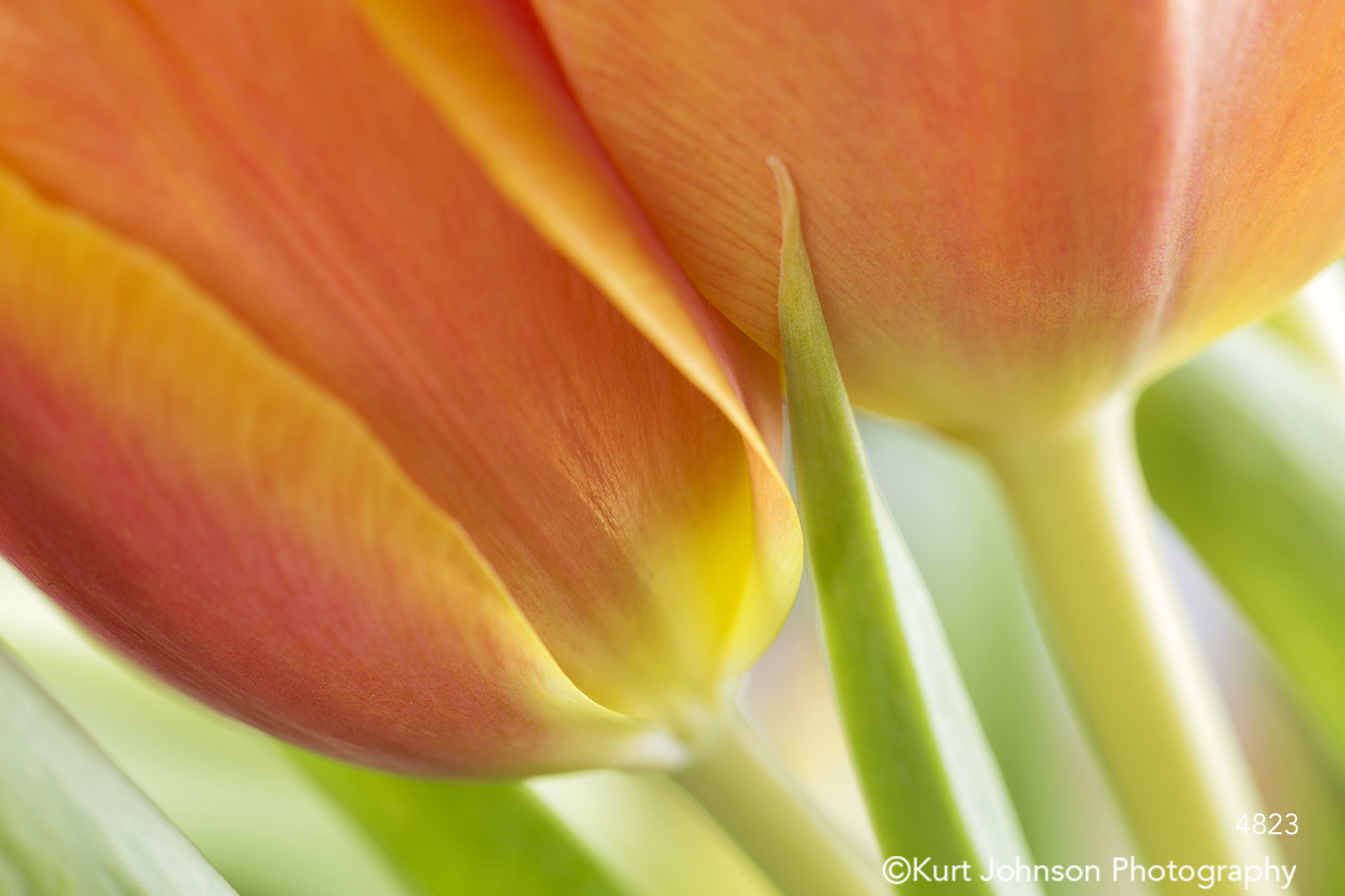 orange tulips close up macro detail green steams spring flowers