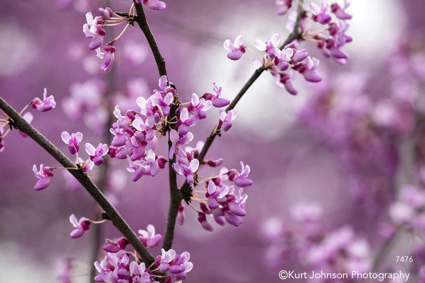 pink purple spring buds blossom branch