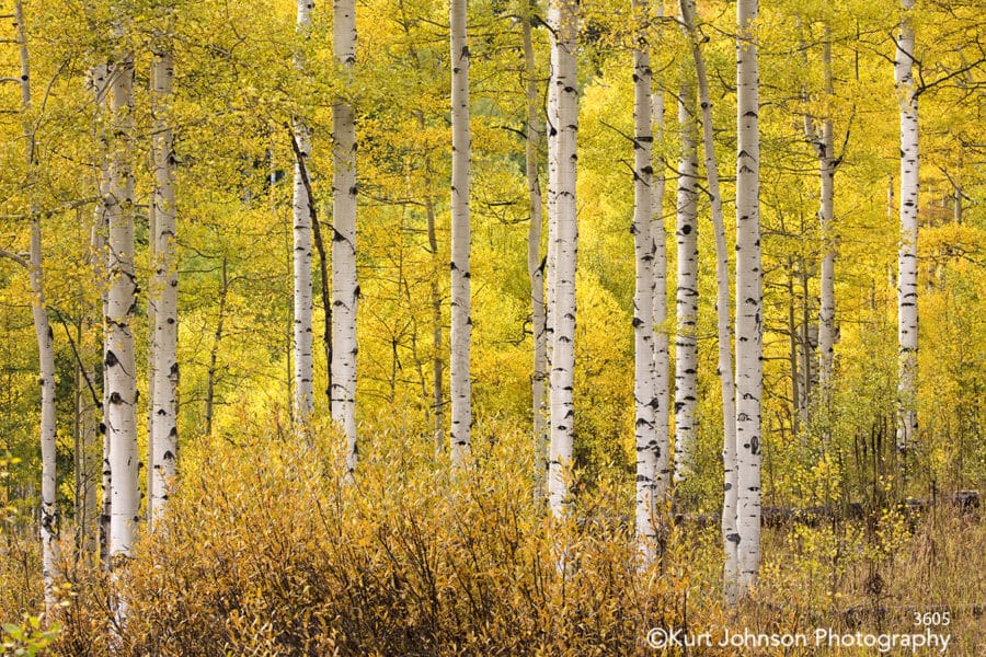 yellow birch trees forest