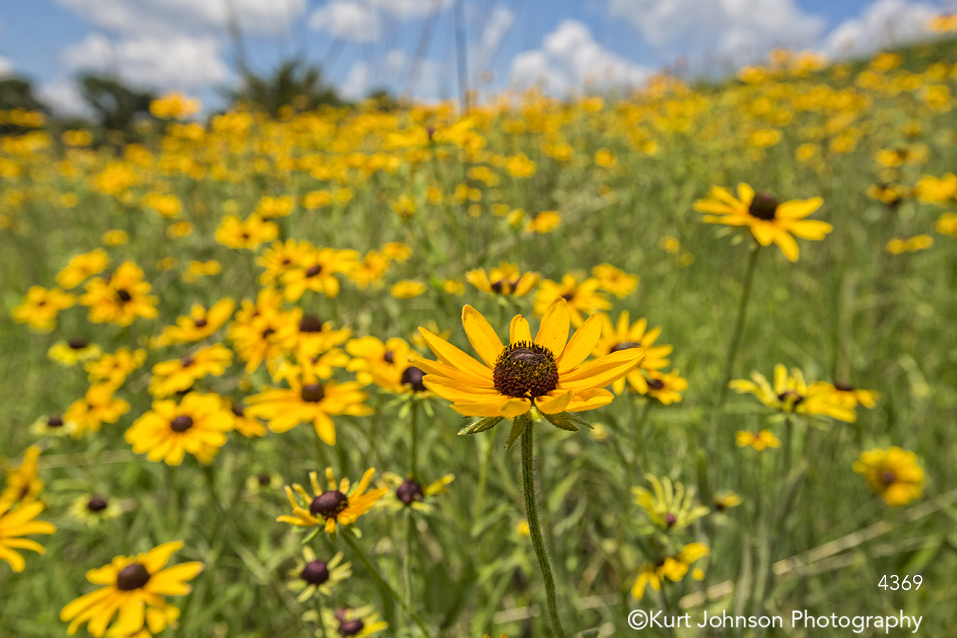 yellow flower bright happy field midwest flowers black eyed susan 