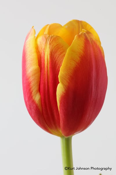 orange yellow tulip studio botanical still macro flower image