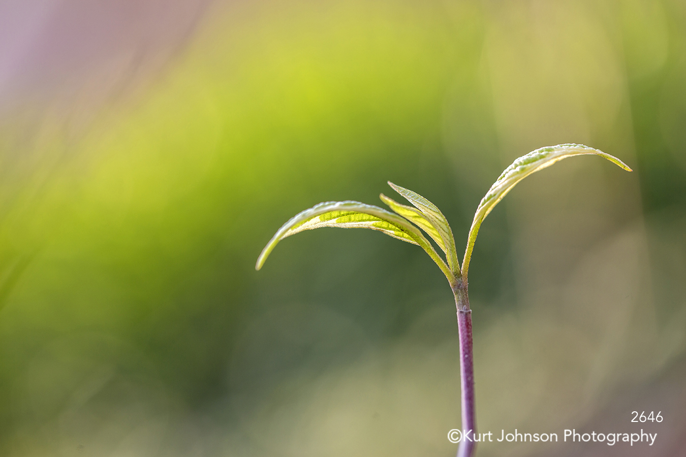 plant bud bloom green grow growth healing macro nature