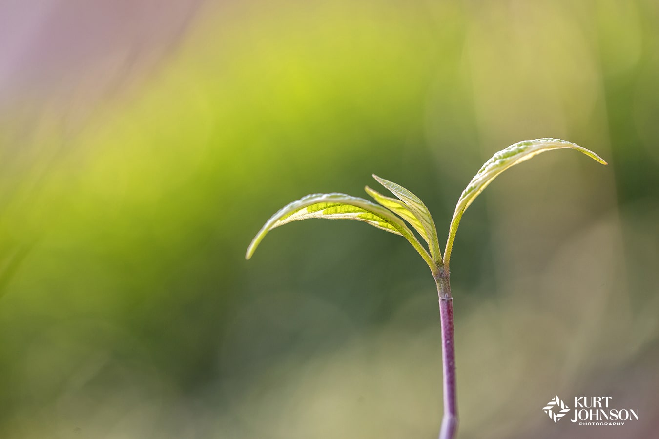 new spring bud bloom green growth healing nature photograph for hospitals and healthcare