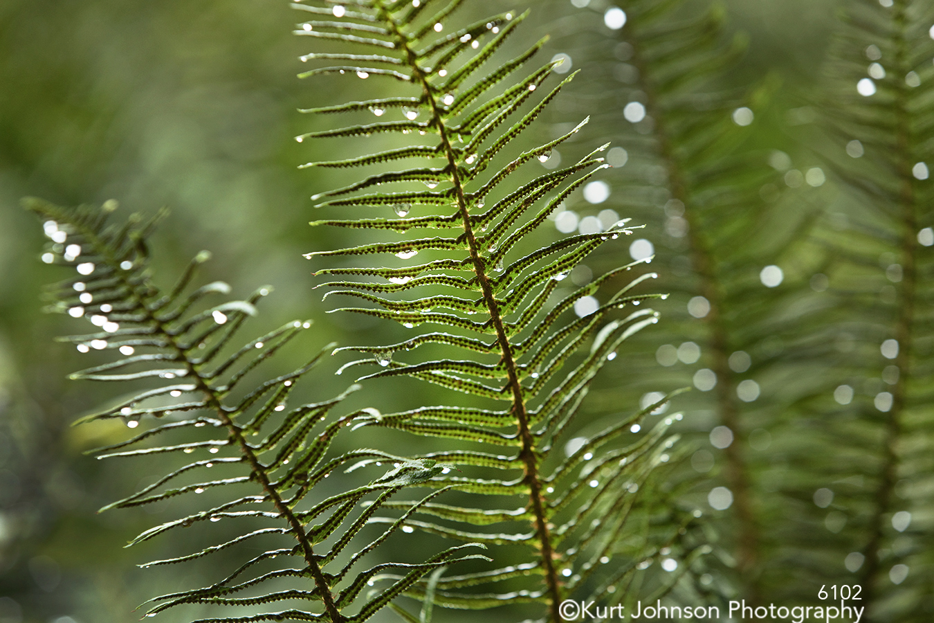 green leaves branches tree trees water drops raindrops forest pacific northwest