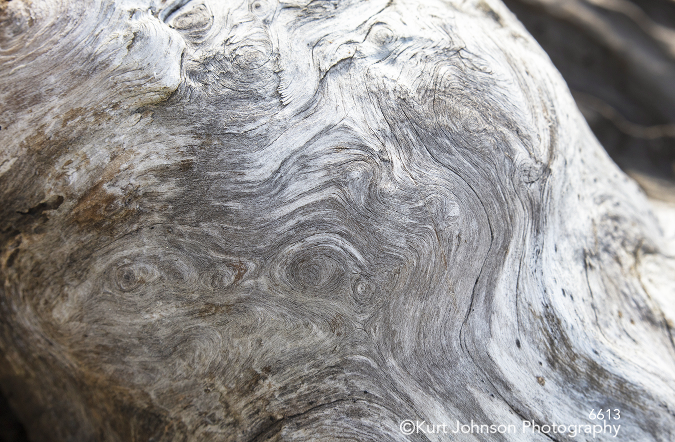 gray lines pattern texture driftwood bark pacific northwest textures detail