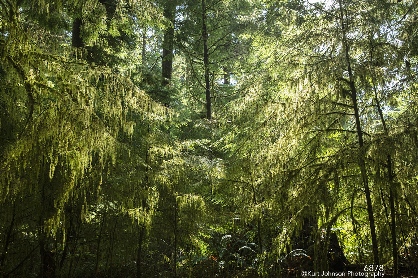 green landscape tree trees forest leaves pacific northwest woods