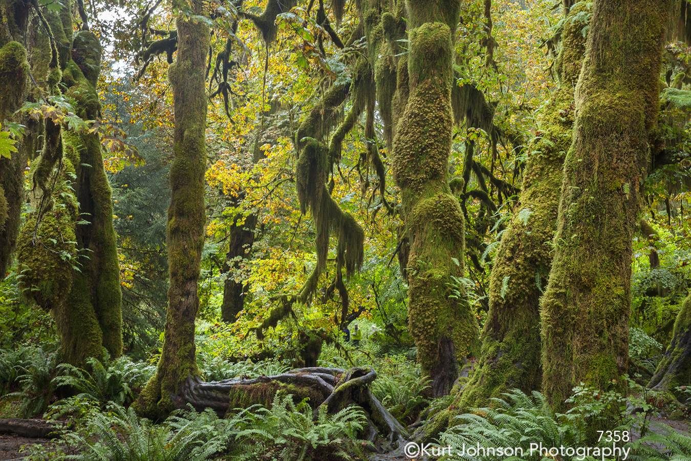 green landscape tree trees forest leaves pacific northwest