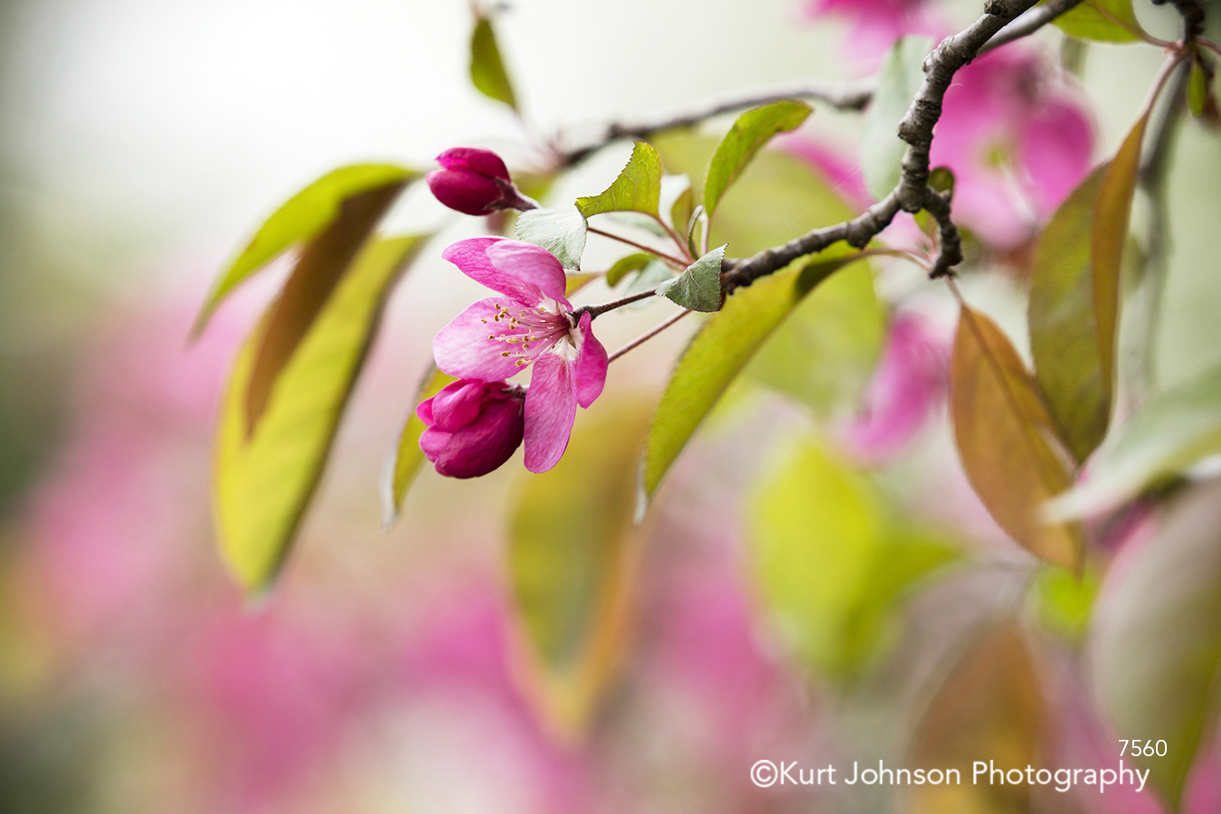 pink spring bloom flower flowers botanical leaves tree trees blossom green