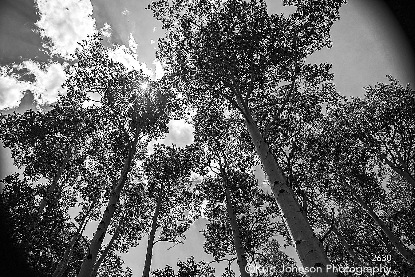 trees forest black and white sky clouds leaves