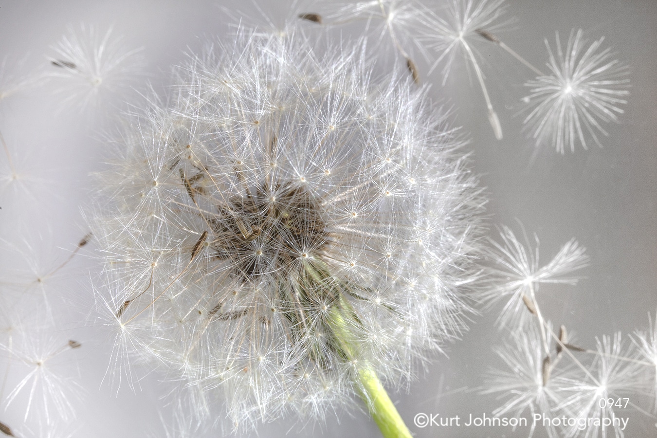 texture lines pattern close up dandelion white studio flower wildflower