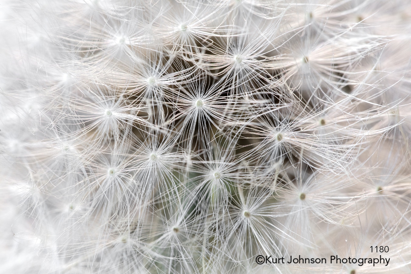 texture lines pattern close up dandelion white