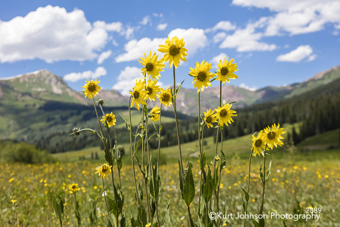 bright yellow flower midwest field wildflower sunflower meadow blue sky clouds