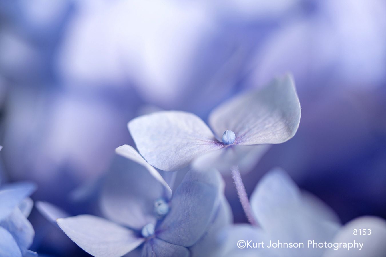 purple lavender blue hydrangea flowers petals delicate detail close up macro