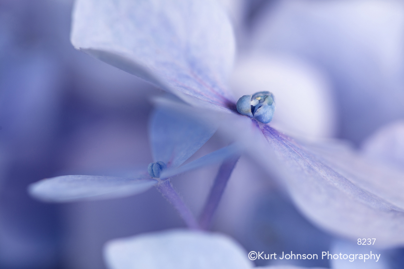 lavender purple blue hydrangea bloom blossom close up macro delicate detail