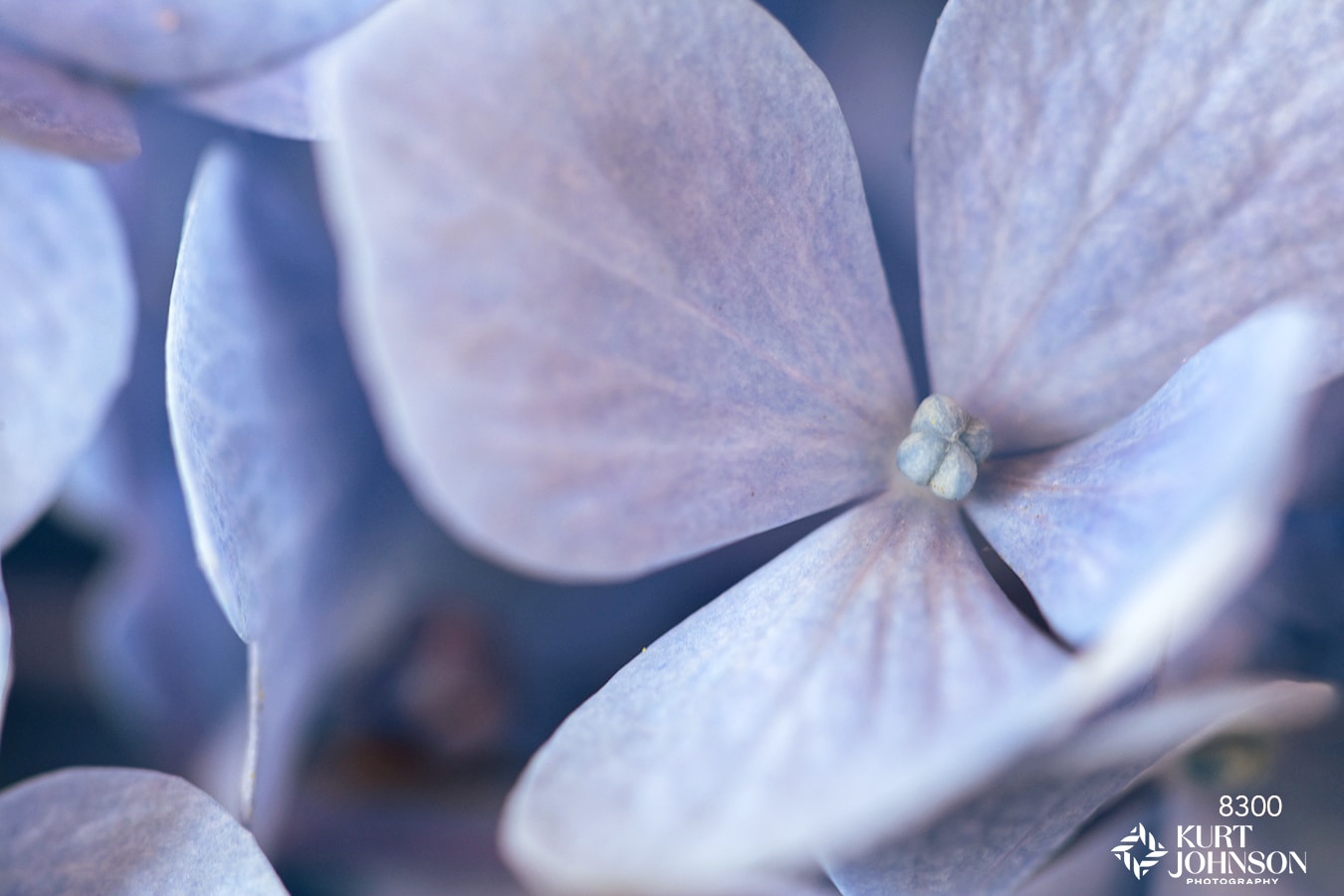 Purple and blue close-up of delicate hydrangea petals with thin veins forming patterns across the surface.