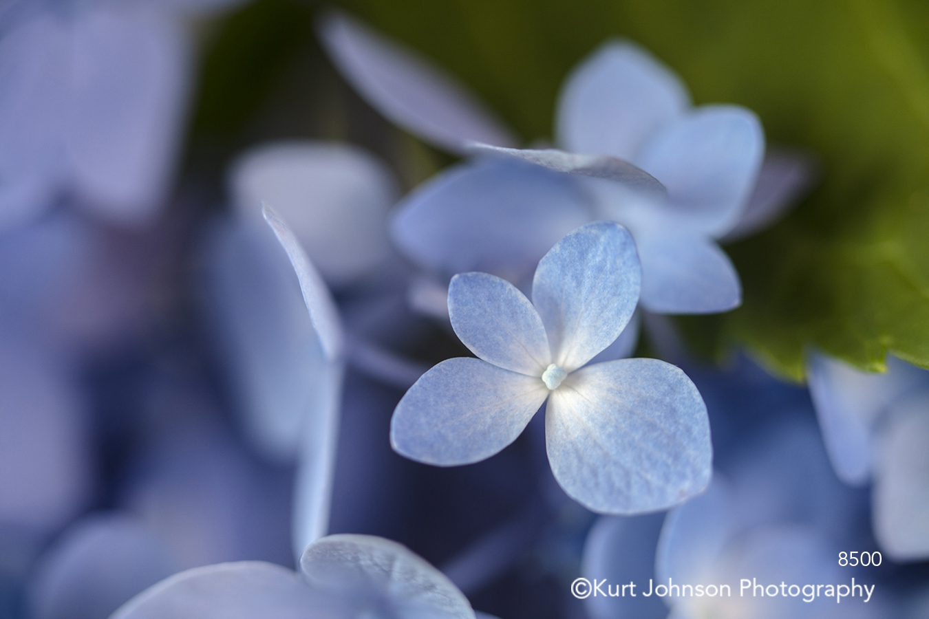 purple blue hydrangea flower petals close up macro delicate detail
