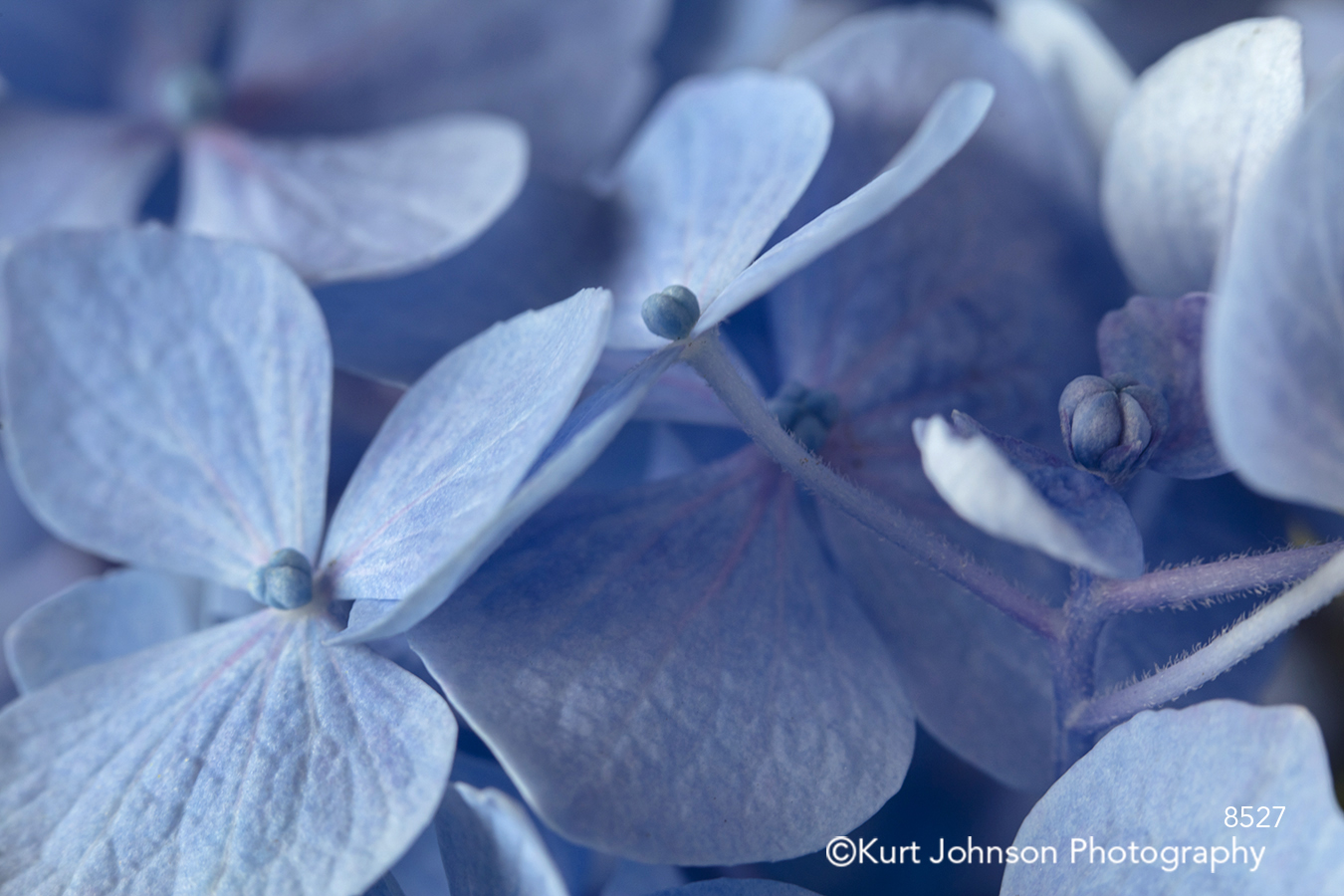 blue hydrangea flower flowers macro close up petal petals purple lavender