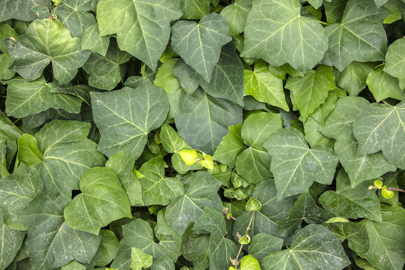 green leaves ivy living wall macro detail close up texture textures lines pattern