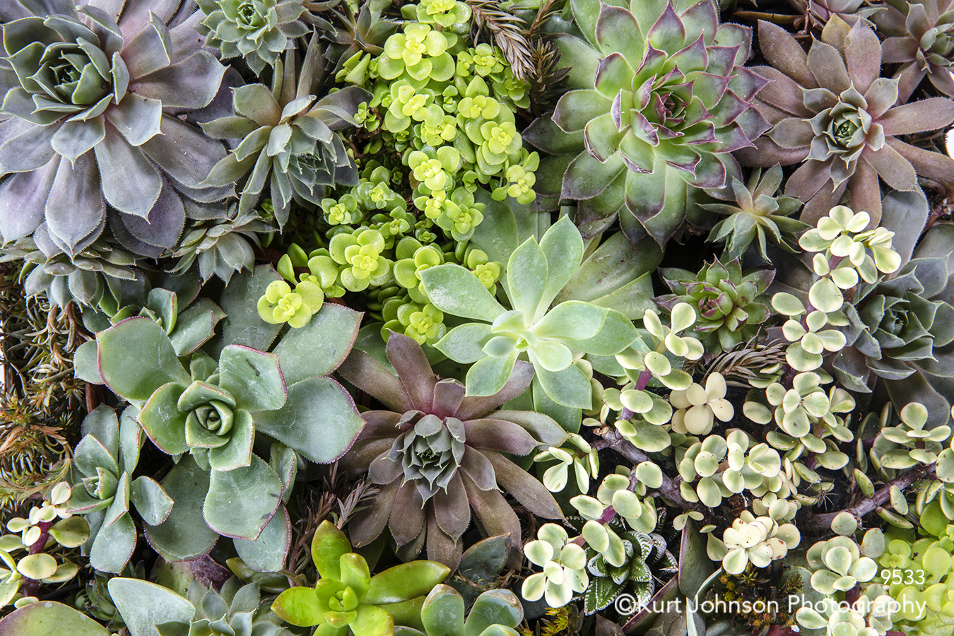 green succulent succulents plants vegetation macro detail living wall grass grasses