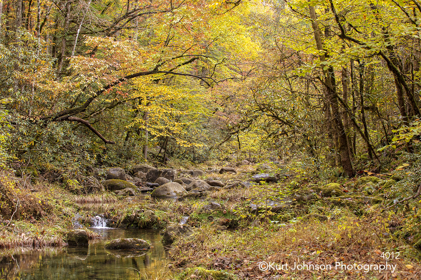 yellow orange fall autumn tree branches trees stream water rocks forest