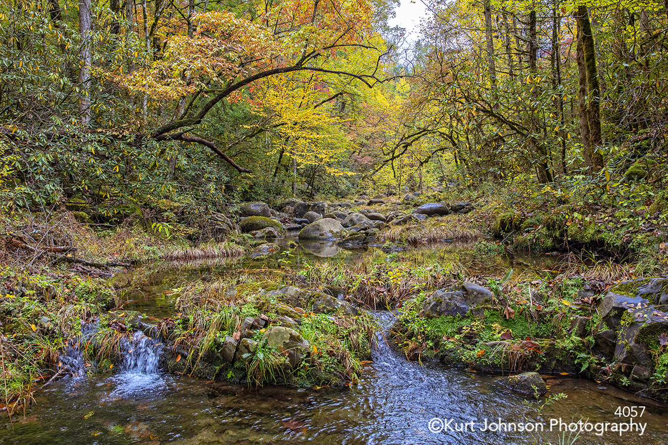 autumn fall yellow orange green trees branches water stream moss river waterscape healthcare wellness design landscape