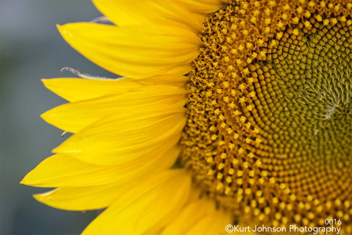 yellow sunflower close up detail macro blue petal petals pattern