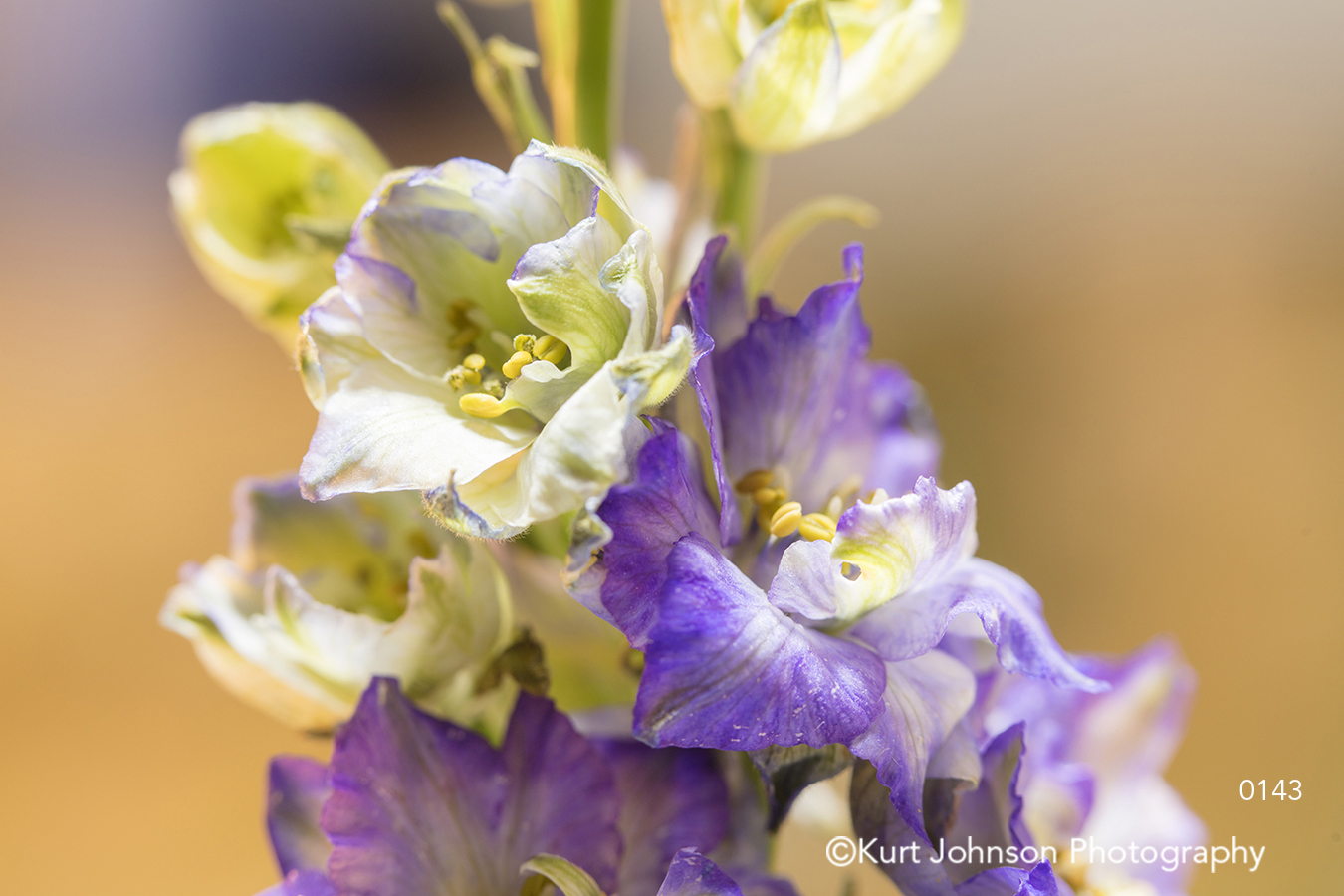 purple lavender cream flower flowers spring summer botanicals close up macro detail