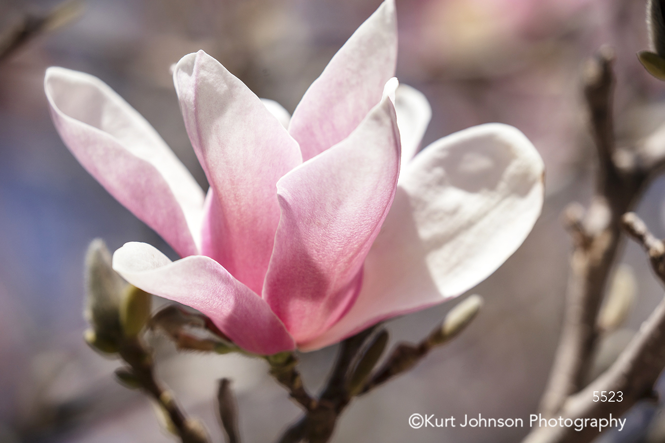 pink spring blossom tree bloom branch bud flower flowers