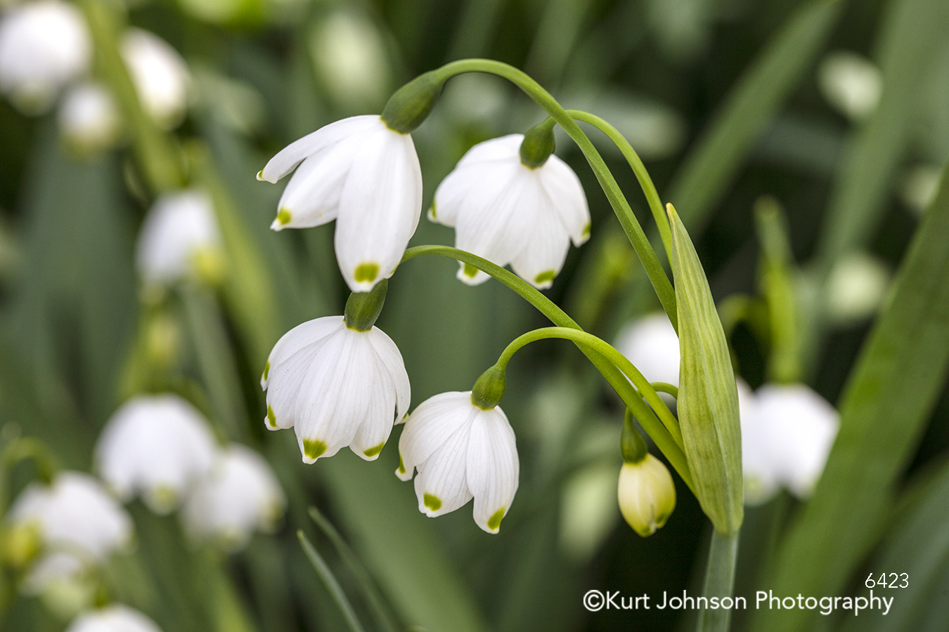 white spring summer flower lily of the valley green grass close up detail macro